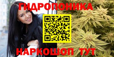 прущие крисы Кингисепп